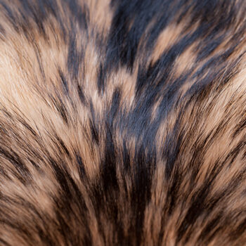 Kapuzenstreifen Finn-Racoon SAGA/OA